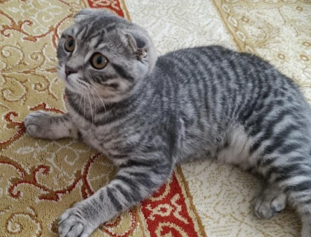 1 Yaşındaki Scottish Fold Kedim için Eş Arıyorum - 118984186