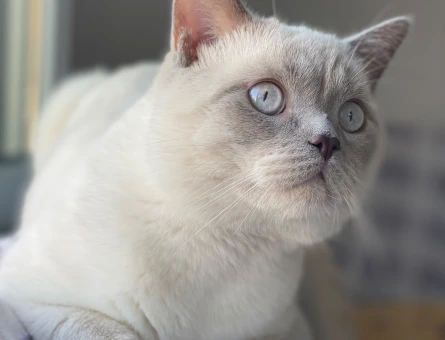 British Shorthair 1.5 yaşındaki oğlumuza eş arıyoruz - 118984189