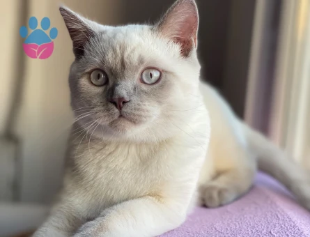 British Shorthair 1.5 yaşındaki oğlumuza eş arıyoruz
