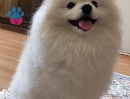 Pomeranian Boo Leo'ya Eş Arıyorum - 118984191