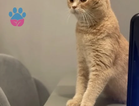 10 Aylık Dişi British Shorthair Kedime Eş Arıyorum