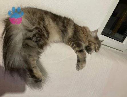 Maine Coon Melezi Kedime Eş Arıyorum