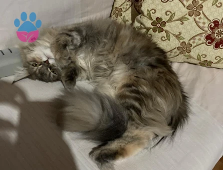 Maine Coon Melezi Kedime Eş Arıyorum