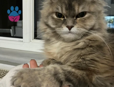 Maine Coon Melezi Kedime Eş Arıyorum