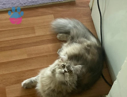 Maine Coon Melezi Kedime Eş Arıyorum