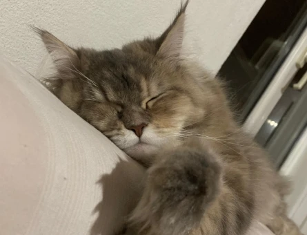 Maine Coon Melezi Kedime Eş Arıyorum - 118970373