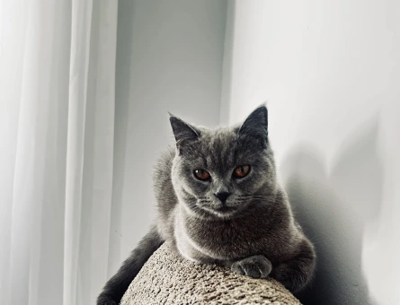 British Shorthair Kızım için eş arıyorum - 118978490