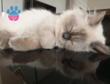 Prensesimize eş arıyoruz