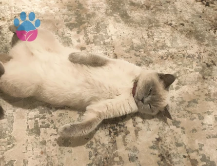 Kızımıza Damat arıyoruz