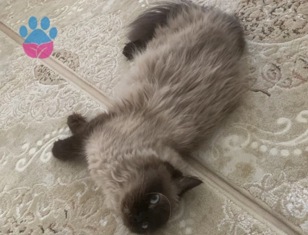 Siyam prens eş arıyoruz