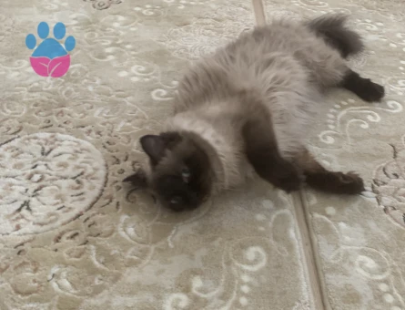 Siyam prens eş arıyoruz