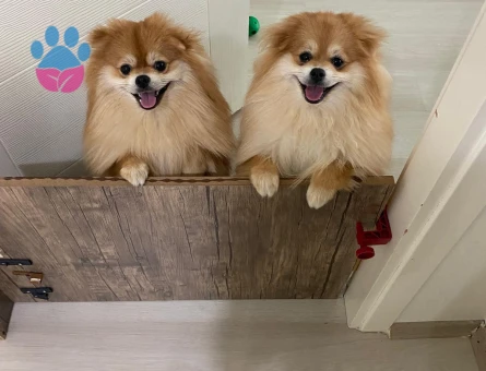 10 aylık pomerian particolor