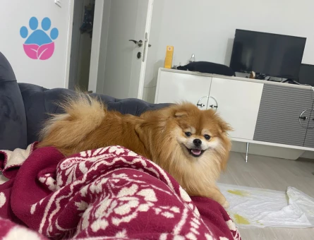 10 aylık pomerian particolor