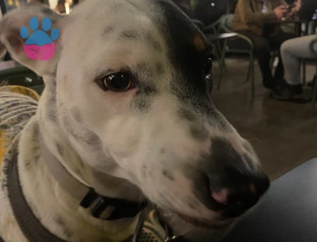 Jack Russel Yakışıklı Çocuk 1 Yaşında