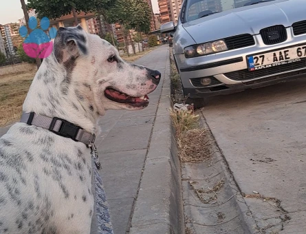 Jack Russel Yakışıklı Çocuk 1 Yaşında