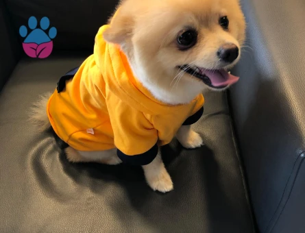 2 yaşındaki pomerinan oğluma eş arıyoruz
