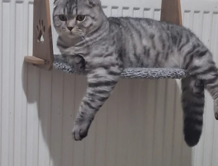 Scottish fold erkek kedime eş arıyorum - 118984496