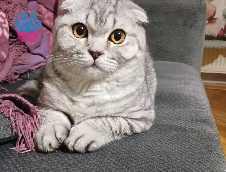Scottish fold erkek kedime eş arıyorum
