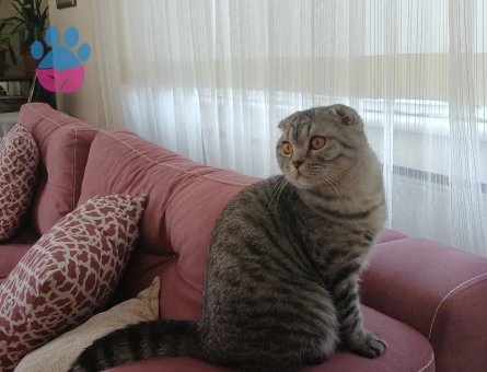 Scottish fold erkek kedime eş arıyorum