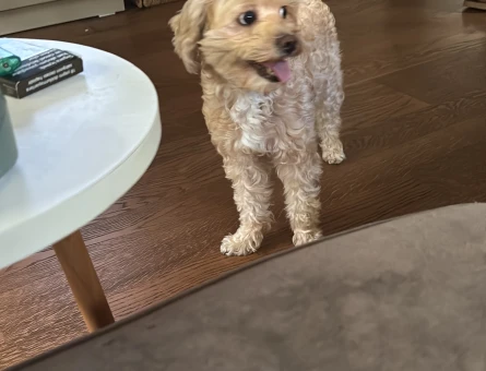 4 yaşında maltipoo - 118984497
