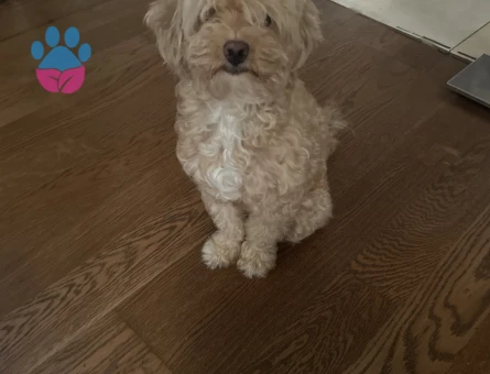 4 yaşında maltipoo