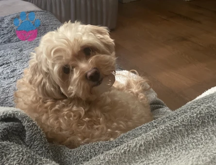 4 yaşında maltipoo