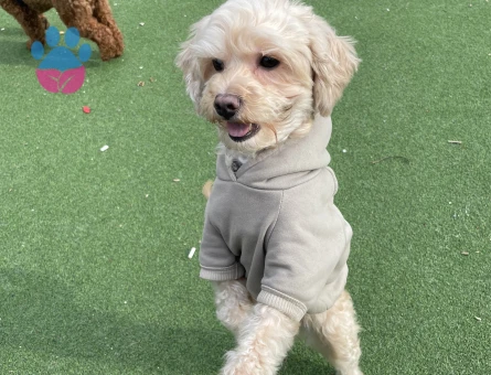 4 yaşında maltipoo