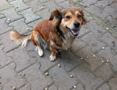 1 Yaşında Dişi Köpeğim Eş Arıyor - 118984498