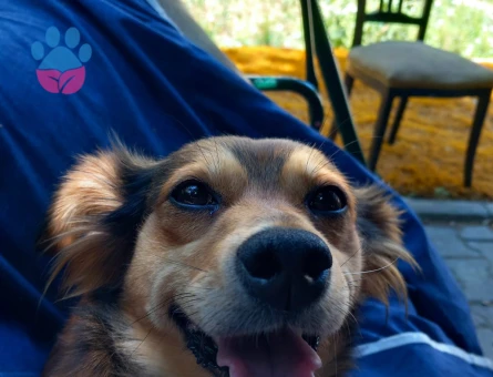 1 Yaşında Dişi Köpeğim Eş Arıyor