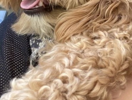 Toy Poodle erkek - 118979072