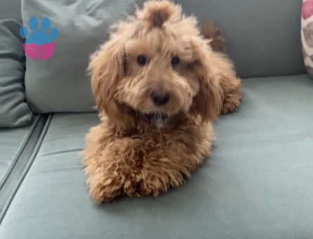 Toy Poodle erkek