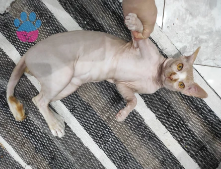 1.5 yaşında sfenks oğlum için siyam veya sfenks eş arıyoruz