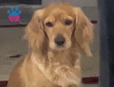 Golden ile İngiliz Cocker Spaniel kırması köpeğime eş arıyorum