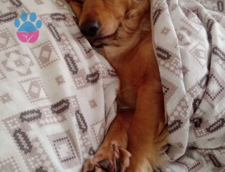 Golden ile İngiliz Cocker Spaniel kırması köpeğime eş arıyorum