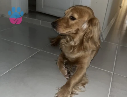 Golden ile İngiliz Cocker Spaniel kırması köpeğime eş arıyorum