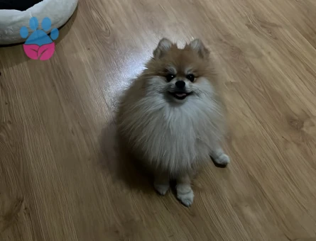Dişi pomeranian aranıyor ciflestirmek için 3 kg