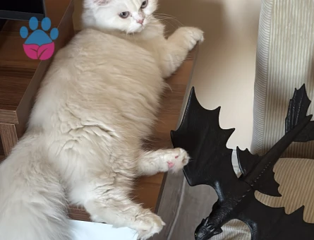 British Longhair 1 Yaşında Eş Arıyor