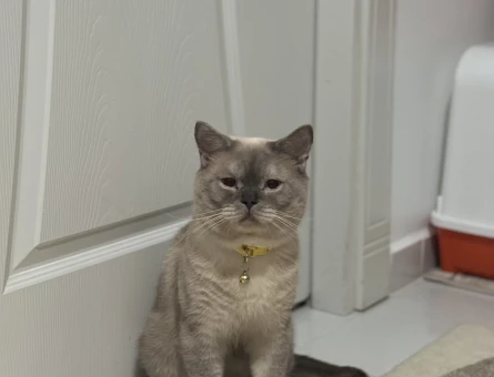 British Shorthair Kedimize eş arıyoruz - 118971515