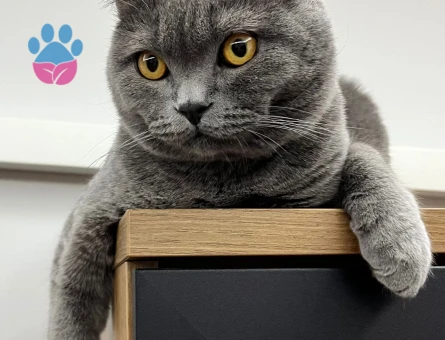 British Shorthair 10 AYlık Eş Arıyor