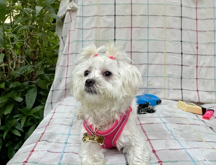Maltese Terrier Güzel Kızıma Eş Arıyorum - 118971523