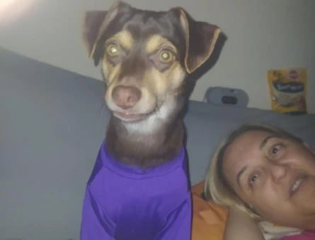 Jack Russel 1 Yaşında - 118971532