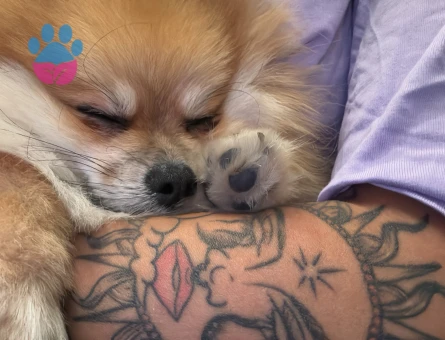 2 yaşında ki oğluma dişi arıyorum