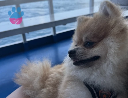 2 yaşında ki oğluma dişi arıyorum