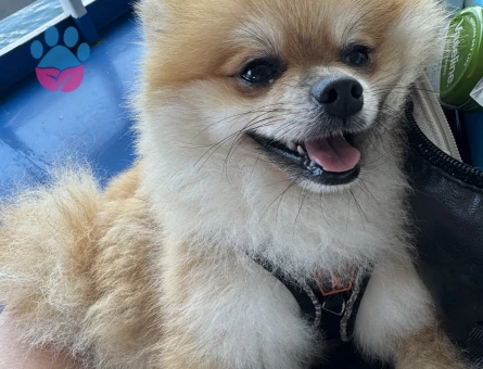 2 yaşında ki oğluma dişi arıyorum