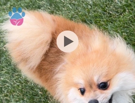 2 yaşında ki oğluma dişi arıyorum