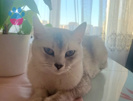 Burmilla Cinsi Dişi Kedime Damat arıyoruz