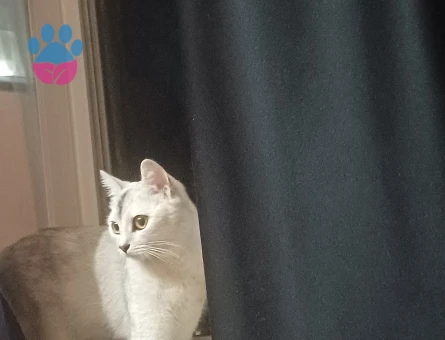 Burmilla Cinsi Dişi Kedime Damat arıyoruz