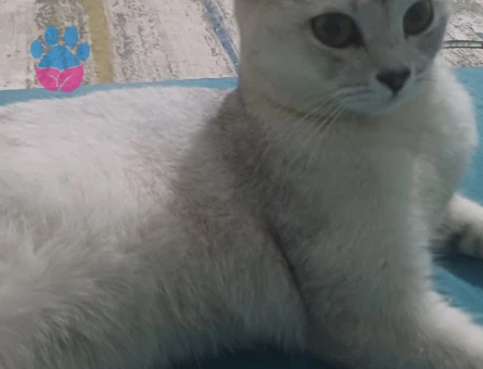 Burmilla Cinsi Dişi Kedime Damat arıyoruz