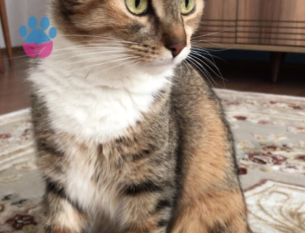 CALİCO kızıma Eş Arıyorum