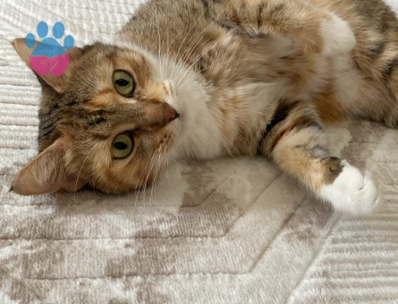 CALİCO kızıma Eş Arıyorum